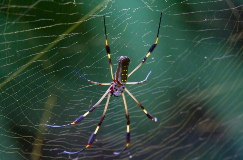 A NEW TREND IN WILDLIFE TOURISM: THE MICRO-SAFARIS OUTSHINE THE BIG FIVE